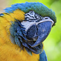 Fine Feathers
