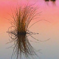 Tufts at Sunset