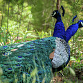 Siamese Peacocks